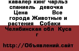  кавалер кинг чарльз спаниель -девочка › Цена ­ 45 000 - Все города Животные и растения » Собаки   . Челябинская обл.,Куса г.